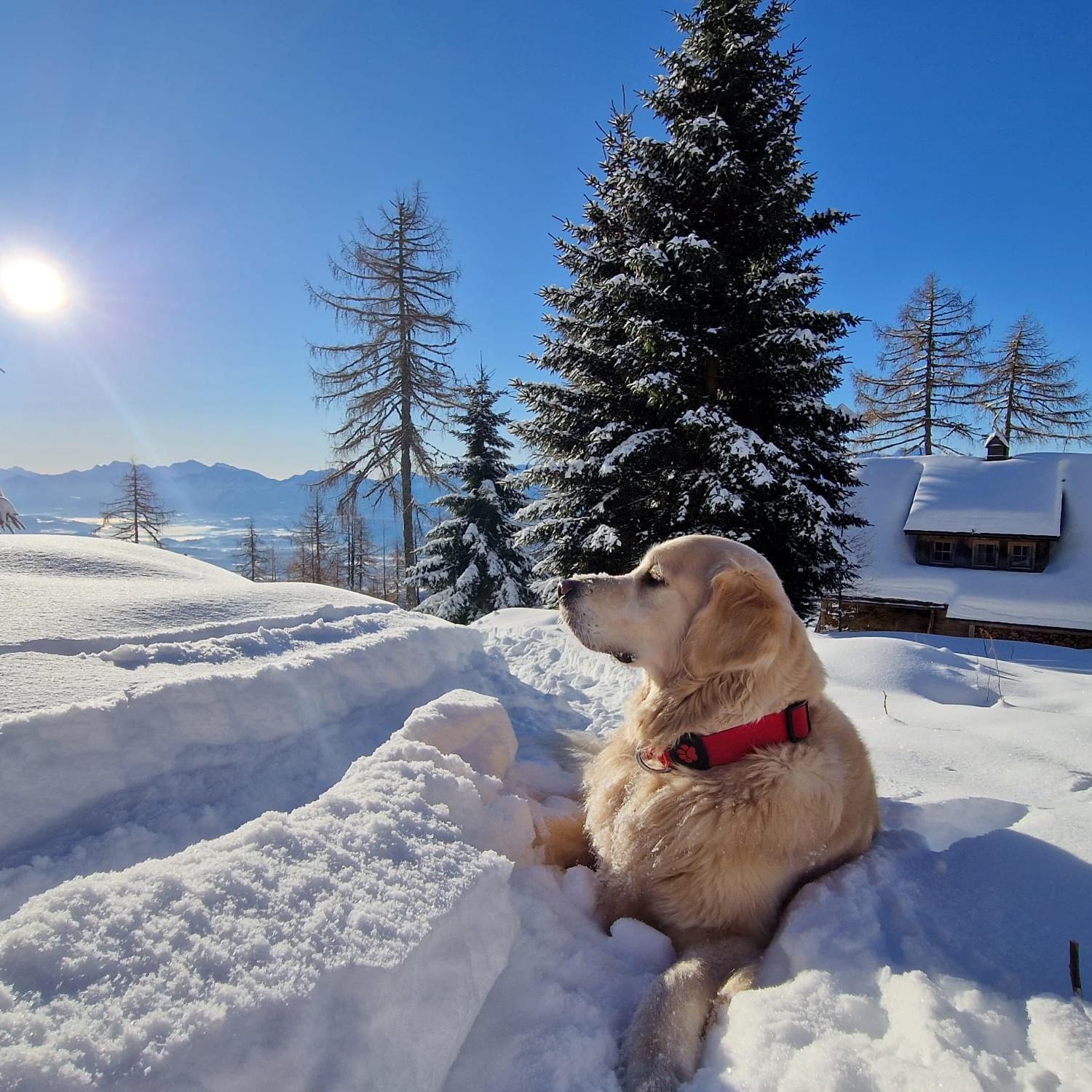 Chalet Petit Kanzelhohe Eksteriør billede